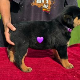 Girl 2 - Black and mahogany female Rottweiler puppy in Live Oak, Florida from K&R RANCH KENNELS