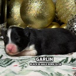 Garlin - Black & white male Australian Shepherd puppy in Bethany, Connecticut from Wynter Thyme Manor Australian shepherds