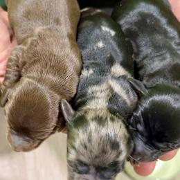 Dachshund puppies from DobbKins