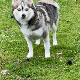 Liberty - Pomsky