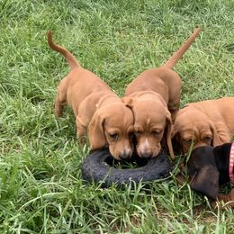 Basset Hound Puppies from Hoosier Basset Hounds