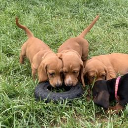 Basset Hound Puppies from Hoosier Basset Hounds