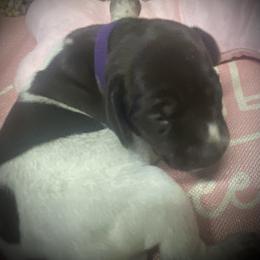 Purple collar female - Liver roan female German Shorthaired Pointer puppy in Hardeman County, Tennessee from Howell Farm GSP