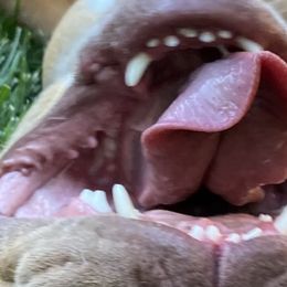 Bulldogs from Bestie Bullies 4U Bulldogs