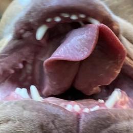 Bulldogs from Bestie Bullies 4U Bulldogs