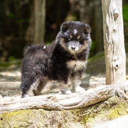 Pomsky Puppies from New World Pomskies
