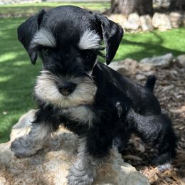 Miles - Black and silver male Miniature Schnauzer puppy in Canyon Lake, Texas from Chambers Schnauzers