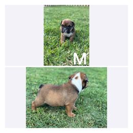 Bulldog Puppies from Alejandro's Bulldogs