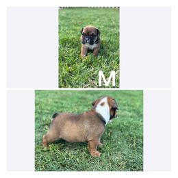 Bulldog Puppies from Alejandro's Bulldogs