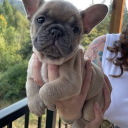 French Bulldog Puppies from Private Reserve French Bulldogs
