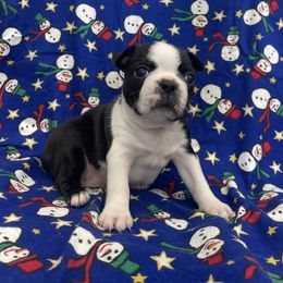 Bonnie - Black brindle and white female Boston Terrier puppy in Fillmore, Illinois from Wind Hill Puppies
