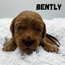 Bently - Red  male Goldendoodle puppy in Eagle Mountian, Utah from The Puppy Family
