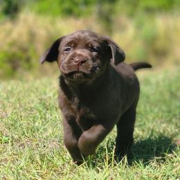 Labrador Retriever Puppies from Big Cypress labradors