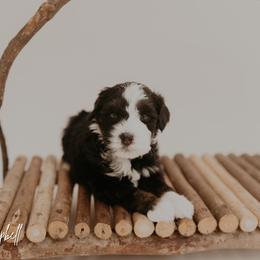 Campbell - Tri-color male Bernedoodle puppy in Wamego, Kansas from Doodles of Oz
