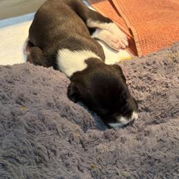 Abigail Saloon girl - Mantle female Great Dane puppy in Centennial, Colorado from Vanmar Great Danes of Colorado