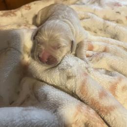 Girl 2 - Light golden female Golden Retriever puppy in Buskirk, New York from MarGold Goldens