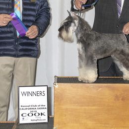 Miniature Schnauzers and Poodles from Tropheous