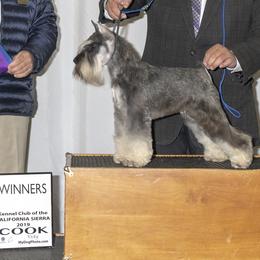 Miniature Schnauzers and Poodles from Tropheous