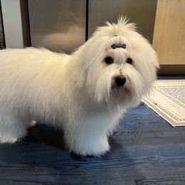 Coton de Tulear All Grown Up from Musique Cotons