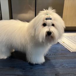 Coton de Tulear All Grown Up from Musique Cotons