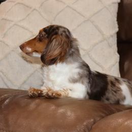 Holly - Dachshund