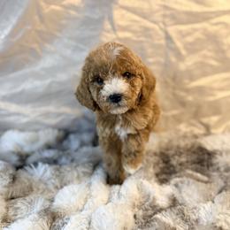 Tiramisu - Red  male Poodle puppy in Allentown, Pennsylvania from Poodles Are Mixy