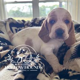 Dixie - Red and white female Basset Hound puppy in Richmond, Kentucky from Walters Hollow Hounds