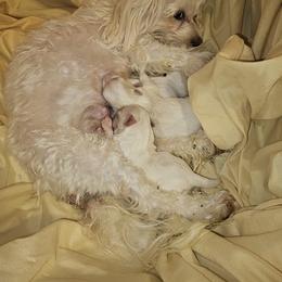 Maltese Puppies from PBJ Farms