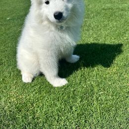 Samoyed Puppies from Leah Kubek