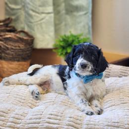 Meet Patches :) - Black and white male Cavapoo puppy in Centerville, Iowa from Barnyard Dachshunds, Dals & Doodles