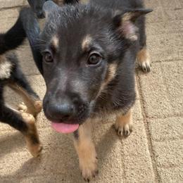 Light Blue Collar - Bi-color male German Shepherd puppy in Rockbridge, Ohio from Sandy’s Shepherds