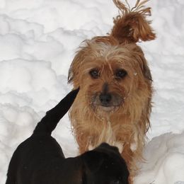 GINNIE - American Hunt Terrier