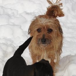 GINNIE - American Hunt Terrier