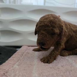 Bonnie - Red  female Poodle puppy in Wilmington, Delaware from Imperial Poodles LLC