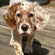 English Setter Puppies from Triple Creek English Setters
