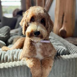 Hattie - Goldendoodle