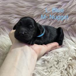 L. Blue collar - Nugget - Black male Goldendoodle puppy in Orange City, Florida from Rainbow Doodle