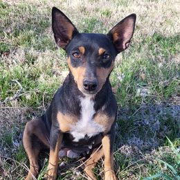 Bayo - Rat Terrier