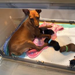 Miniature Pinscher Puppies from Bridget GreenBoddy