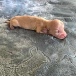 Kenobi-   (Birch) - Cream male Dachshund puppy in Wolf Lake, Indiana from Canisteo Dachshunds