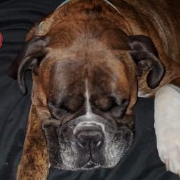 Boxers from Xochitl's Boxers