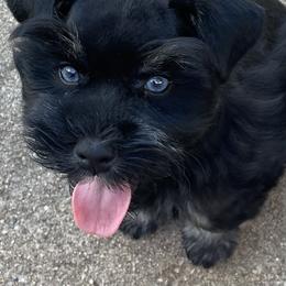 Miniature Schnauzer Puppies from Lap Happy Schnauzers