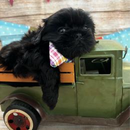 Maverick - Black male Shih Tzu puppy in Claremont, California from Lovable Shih Tzus