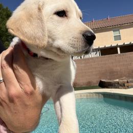 Red Collar Boy - Yellow male Labrador Retriever puppy in Las Vegas, Nevada from Lucky Labrador Retrievers
