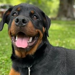 Rottweilers from Cheaha Mt. Rottweilers