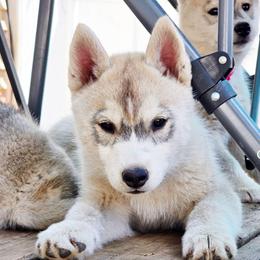 Flareon - Gray and white female Siberian Husky puppy in Le Sueur, Minnesota from Tevana Siberians LLC