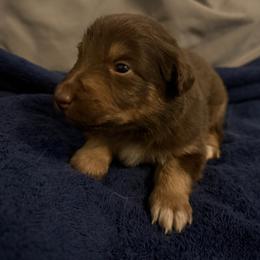 Joy - Red tri-color female Australian Shepherd puppy in East Hartford, Connecticut from CT Aussies
