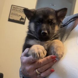 Ginger - Black and red female German Shepherd puppy in Whitewater, California from Vom Haus Metzler Shepherds