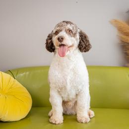 Frank - Brown white and tan male Cockapoo puppy in Connersville, Indiana from Deaz Doodle Ranch