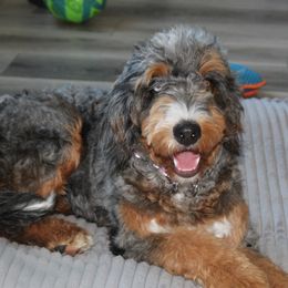 Jazzy - Bernedoodle